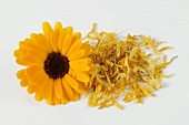 A fresh marigold flower and dried petals
