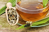 Ribwort plantain tea and ribwort plantain