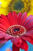 Rote Gerbera vor Sonnenblume