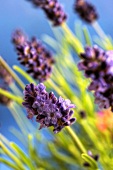 Lavender flowers