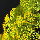 Dill flowers (close-up)