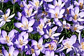 Purple crocuses (full-frame)