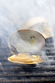 Clams on a barbecue