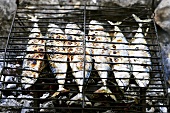 Barbecued mackerel on campfire