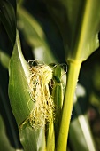 Cob of corn on the plant (close-up)