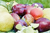 Obstteller mit Pflaumen, Aprikosen und Birnen