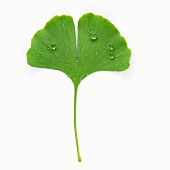 A ginkgo leaf with drops of water