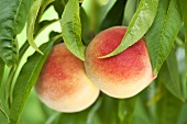 Peaches on the tree