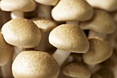 Brown beech mushrooms (Buna-shimeji)