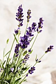 Lavender flowers