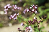 Flowering marjoram