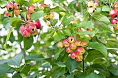 Japanische Wildäpfel (Malus floribunda) am Baum