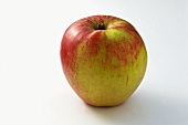 'Knebusch' apple