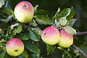 Apples, variety: 'Kaiser Wilhelm' on tree
