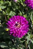 Pink dahlias in garden