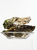 Fresh oysters in glass dish