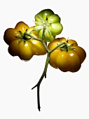 Organic tomatoes (variety Yellow Stuffer)
