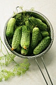 Fresh pickling cucumbers with dill in sieve