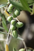 Green olives on the branch