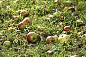 Windfall apples