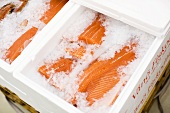 Fresh farmed salmon fillets on ice in polystyrene containers