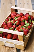 Viele frische Erdbeeren in Steige