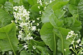 Horseradish plants with flowers