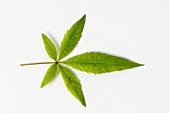 Leaf of Chinese chaste tree
