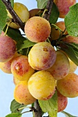 Yellow plums with drops of water on the branch
