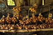 Onions hanging up to dry