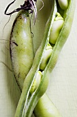 Broad beans in the pod