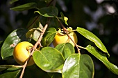 Two persimmons on the branch