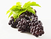 Black grapes, variety Concord
