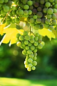 Green grapes on the vine