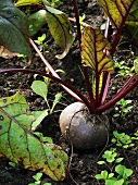 Beetroot in garden