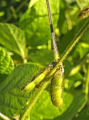 Soya bean pods on the plant