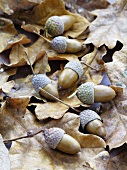 Acorns on dry oak leaves