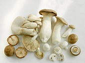 Assorted cultivated mushrooms