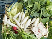 White and red radishes