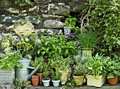 Pots of various herbs in the open air