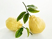 Two lemons with stalks and leaves