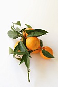 Clementines with stalk and leaves