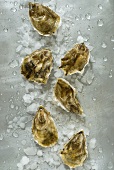 Fresh oysters with crushed ice (overhead view)