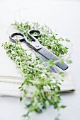 Fresh thyme with herb scissors