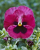 Pinkfarbenes Hornveilchen (Viola cornuta)