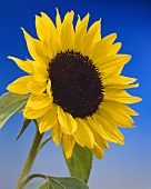 Einen Sonnenblume vor blauem Hintergrund
