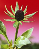 Westlicher Sonnenhut (Rudbeckia occidentalis) 'Green Wizard'