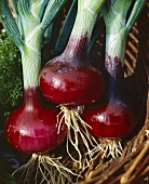 Onions, variety 'Red Brunswick'