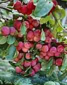 Rote Äpfel am Baum