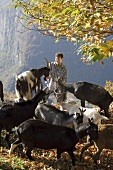 Man feeding goats on Alpine pasture (Maggia Valley, Switzerland)